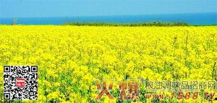 国产四级,创新驱动，引领未来科技发展